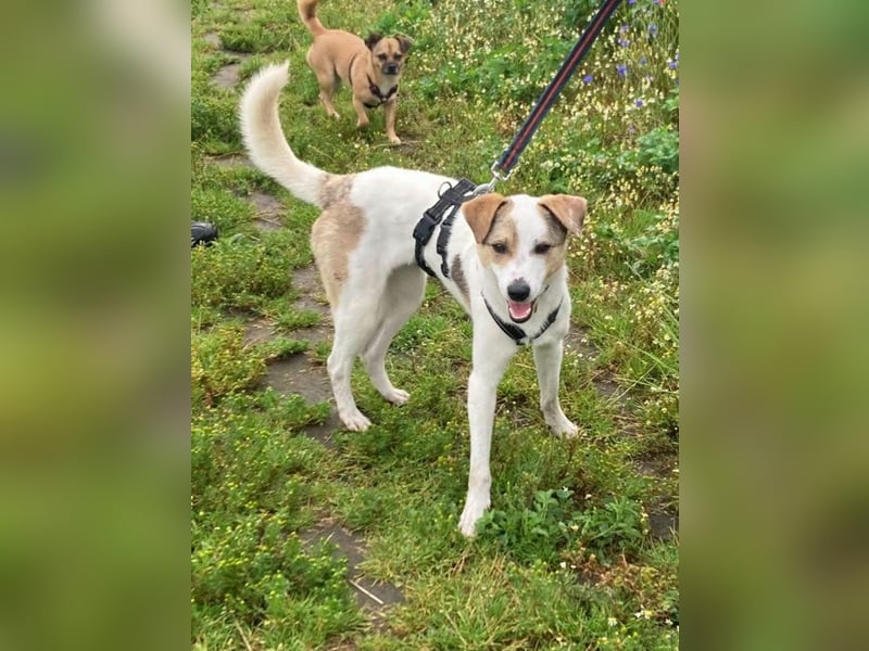 Schmusefreund IVO sucht sein Traumzuhause