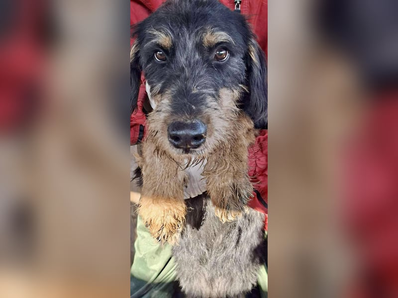 Freundlicher Junghund Malte