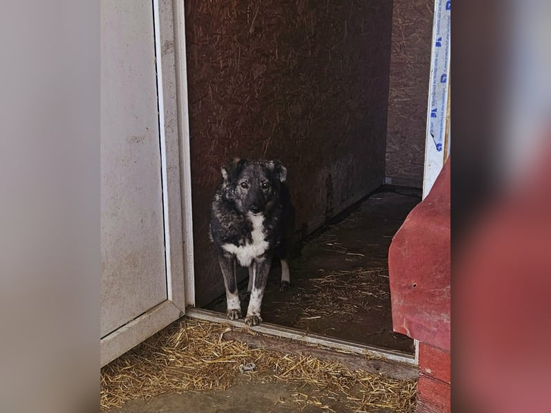 Seniorin Nancy, sanfte Hundeseele sucht liebevolles Zuhause