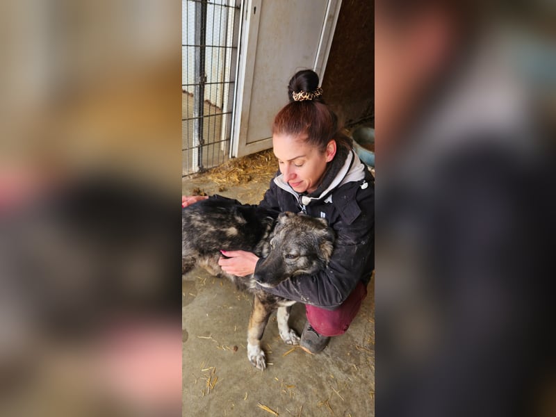 Seniorin Nancy, sanfte Hundeseele sucht liebevolles Zuhause
