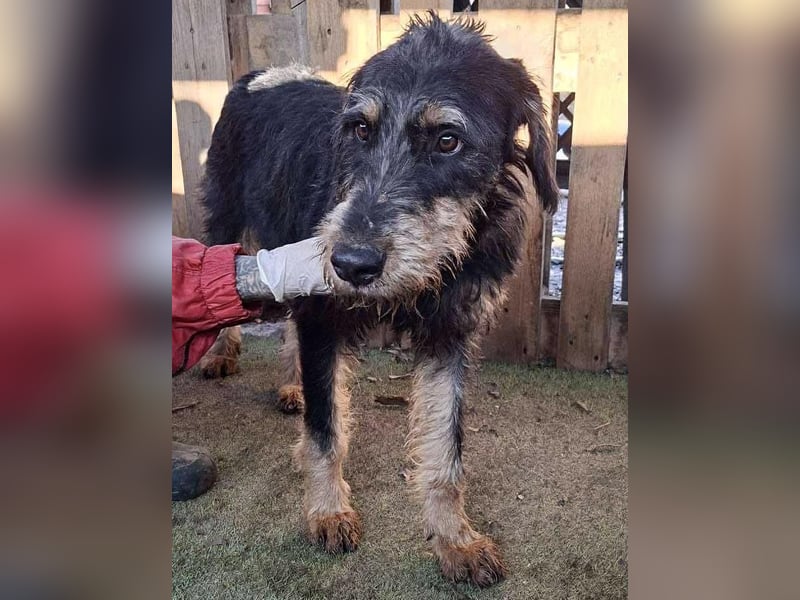 Freundlicher Junghund Malte