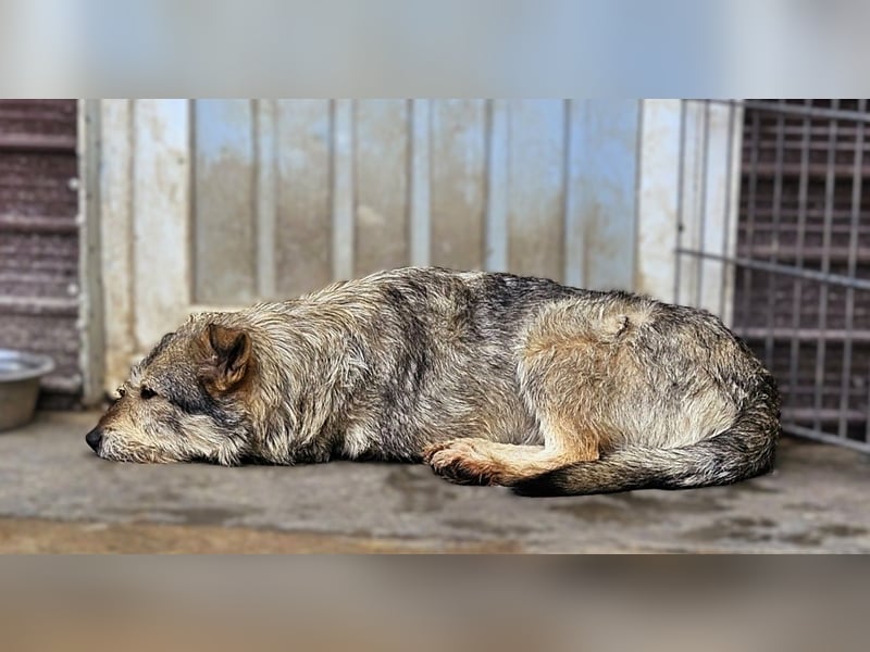 Liebevoller Benny sucht sein Glück