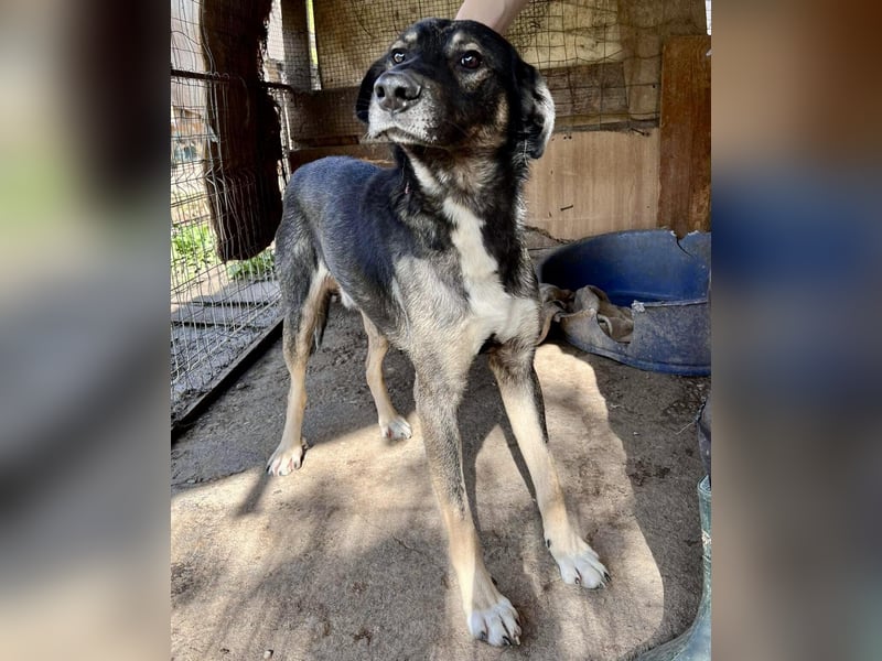 Koyal Kuschelkönig - verträglich und verschmust