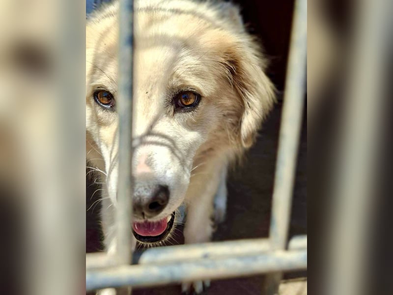 Henry – sensibler Rüde wartet auf seine Chance