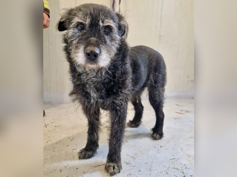 Todtrauriger Senior Finn