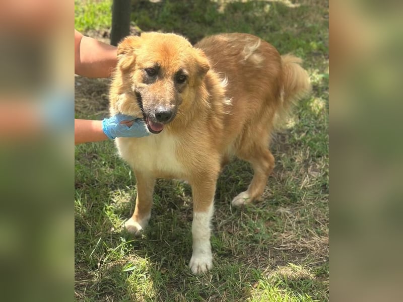 JELLA – Sanft, geduldig und voller Hoffnung auf ihr eigenes Zuhause  JELLA – Sanft, geduldig und voller Hoffnung auf ihr eigenes Zuhause