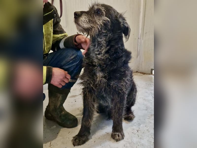 Todtrauriger Senior Finn