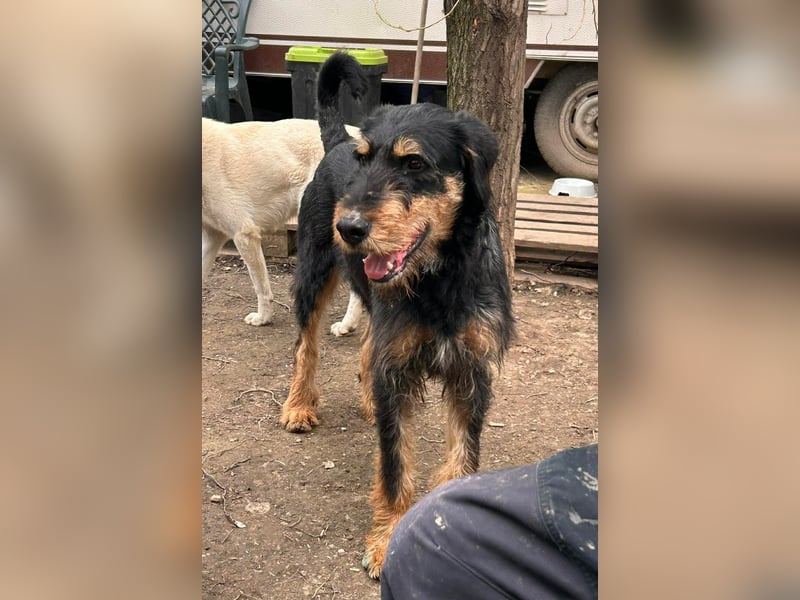 Freundlicher Junghund Malte