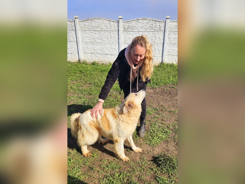 Henry – sensibler Rüde wartet auf seine Chance