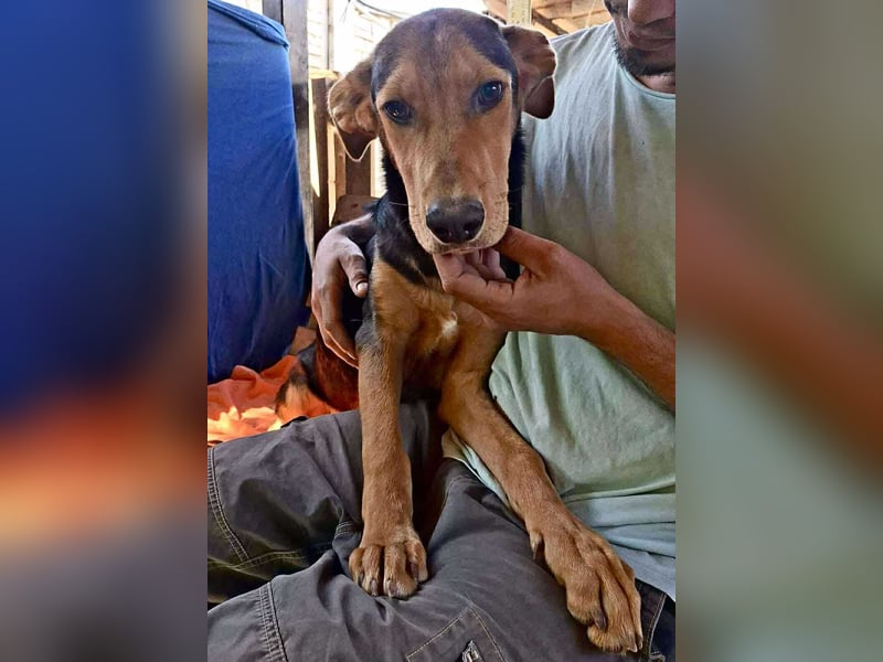 Pumba – sensibler Junghund sucht sein Zuhause