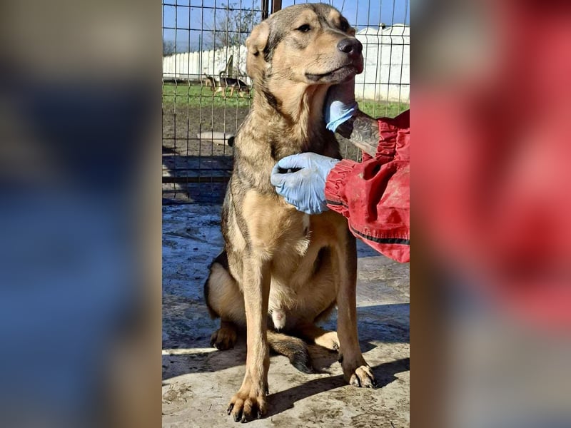 Verspielter, freundlicher Junghund Vito