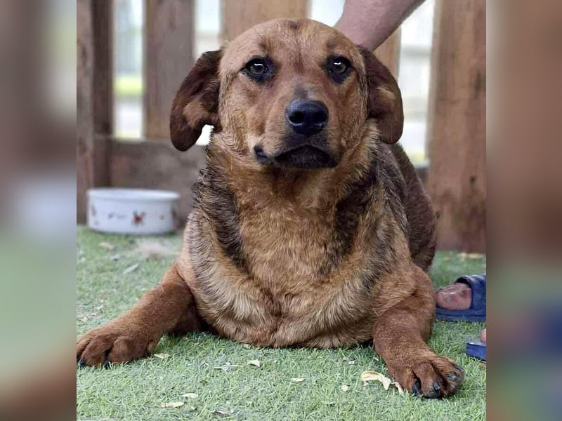 Rocket - dankbare Frohnatur