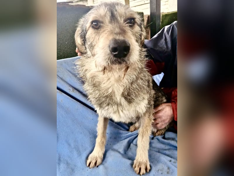 Liebevoller Benny sucht sein Glück