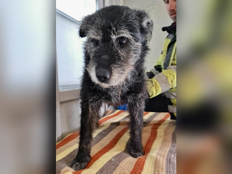 Todtrauriger Senior Finn