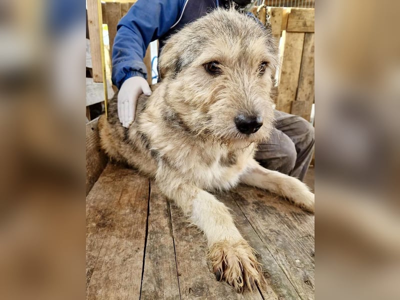 Mia - eine Seele von Hund auf der Suche nach Liebe