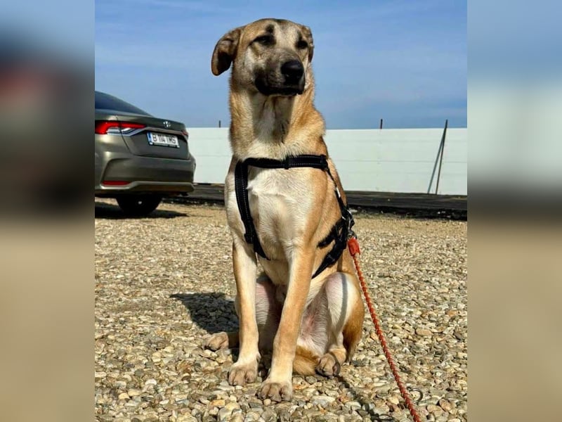 Ianjo, sanftes Riesenbaby sucht seine Familie