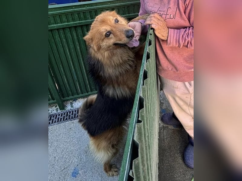 Buddy – menschenbezogener Sonnenschein