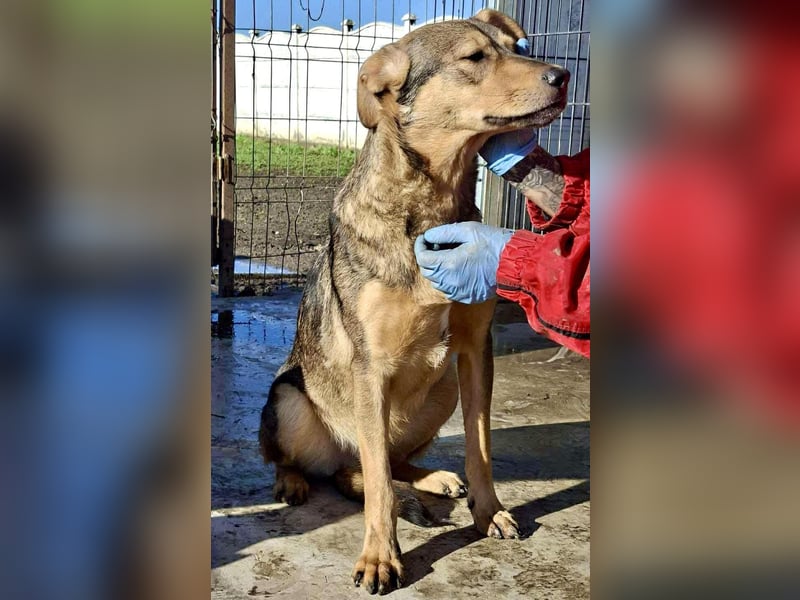 Verspielter, freundlicher Junghund Vito