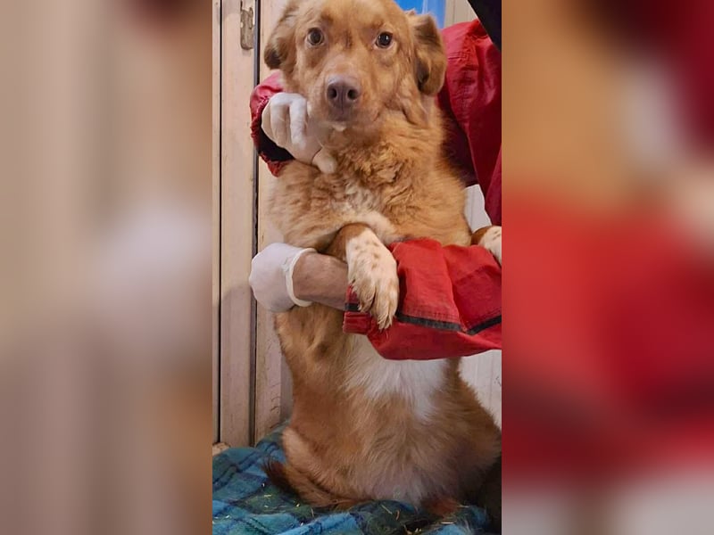 Lezia – eine Seele, die lernen möchte zu vertrauen