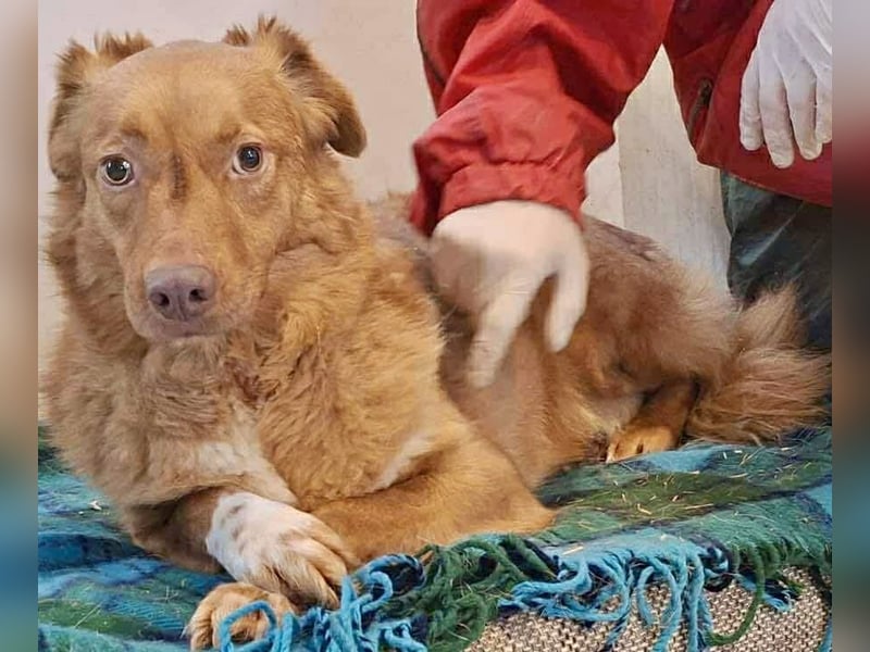 Lezia – eine Seele, die lernen möchte zu vertrauen