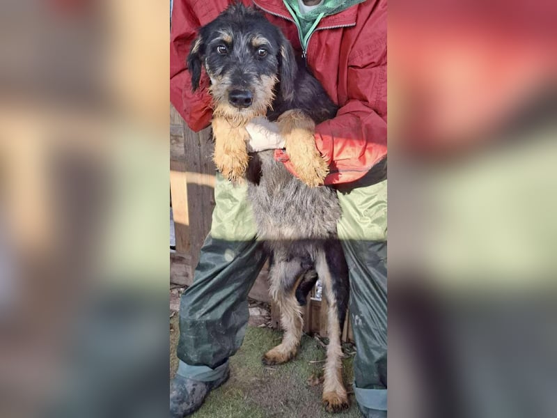 Freundlicher Junghund Malte