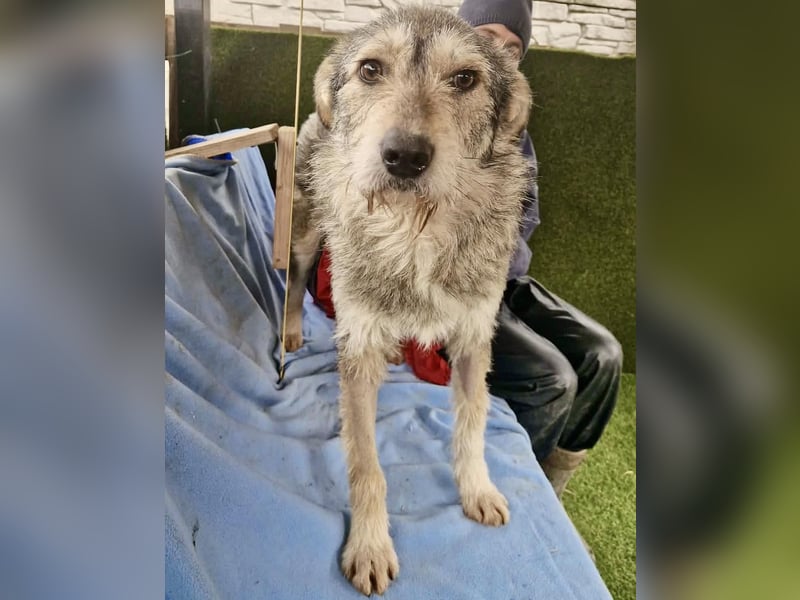 Liebevoller Benny sucht sein Glück