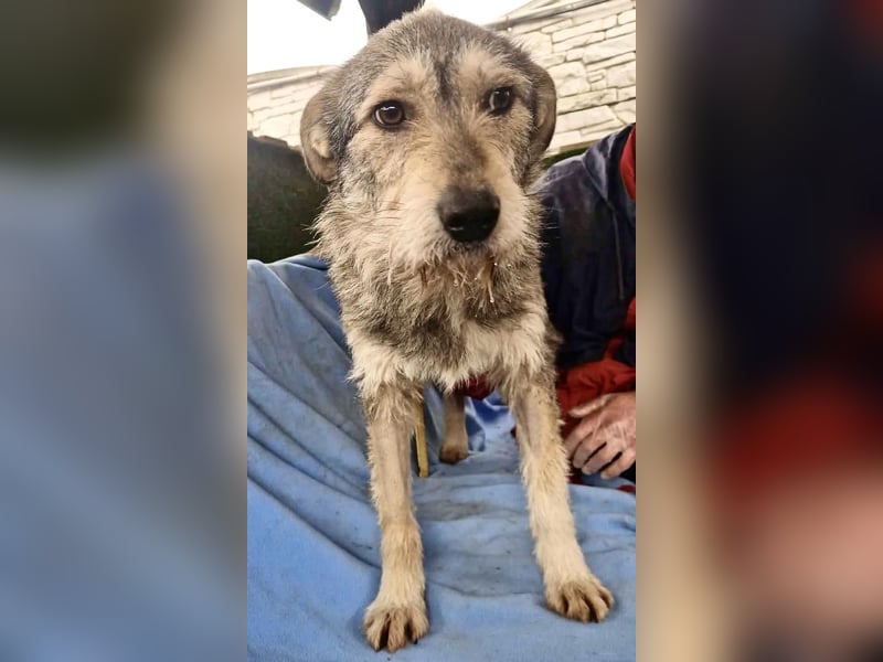 Liebevoller Benny sucht sein Glück