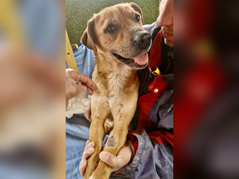 Super freundlicher Bolek