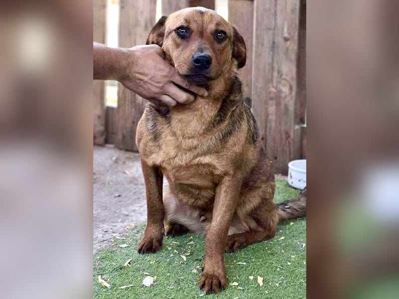 Rocket - dankbare Frohnatur