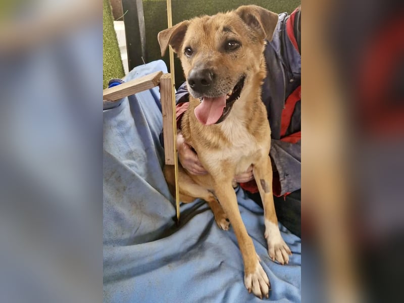 Super freundlicher Bolek