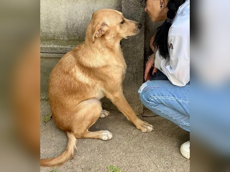 Blondy – lebensfroher Dreibeiner sucht sein Glück