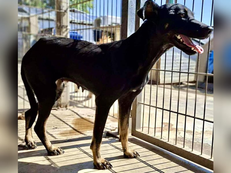 Tora – sanfte Hündin sucht ein ruhiges Zuhause