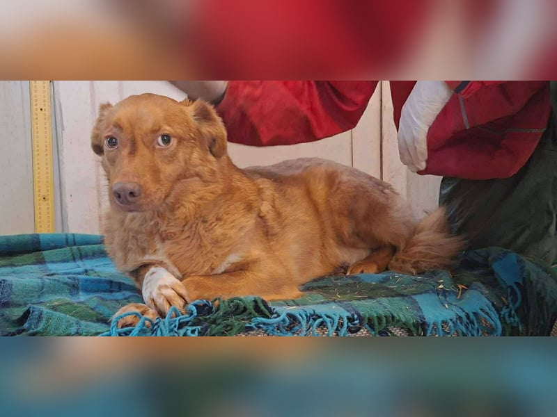 Lezia – eine Seele, die lernen möchte zu vertrauen