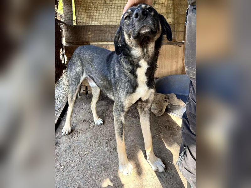 Koyal Kuschelkönig - verträglich und verschmust