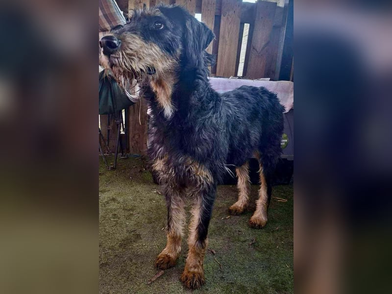 Freundlicher Junghund Malte