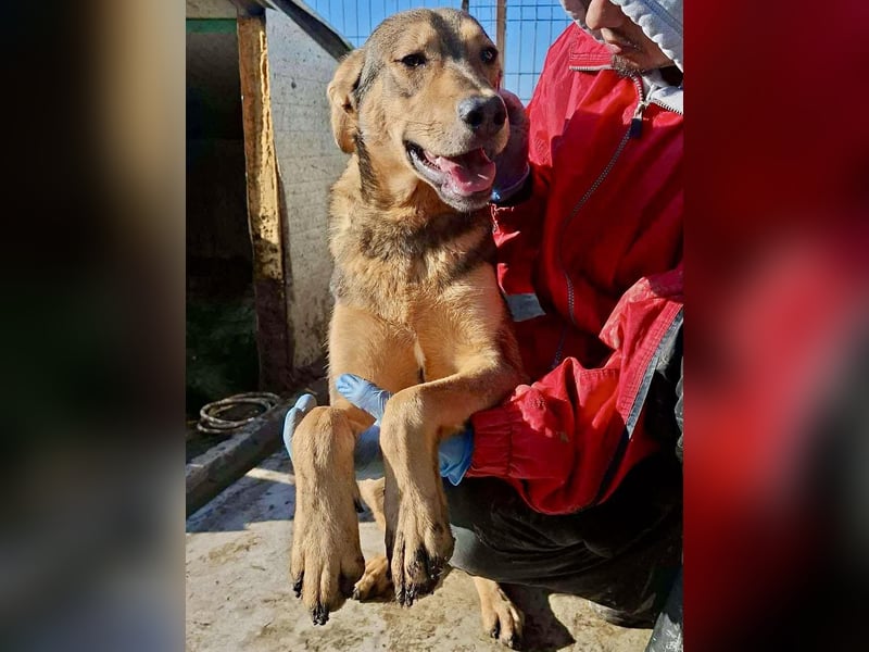 Verspielter, freundlicher Junghund Vito