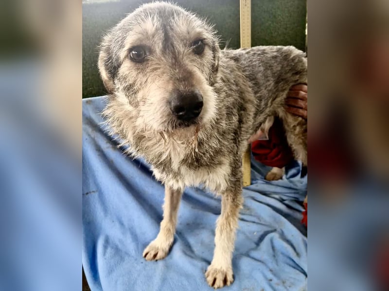 Liebevoller Benny sucht sein Glück