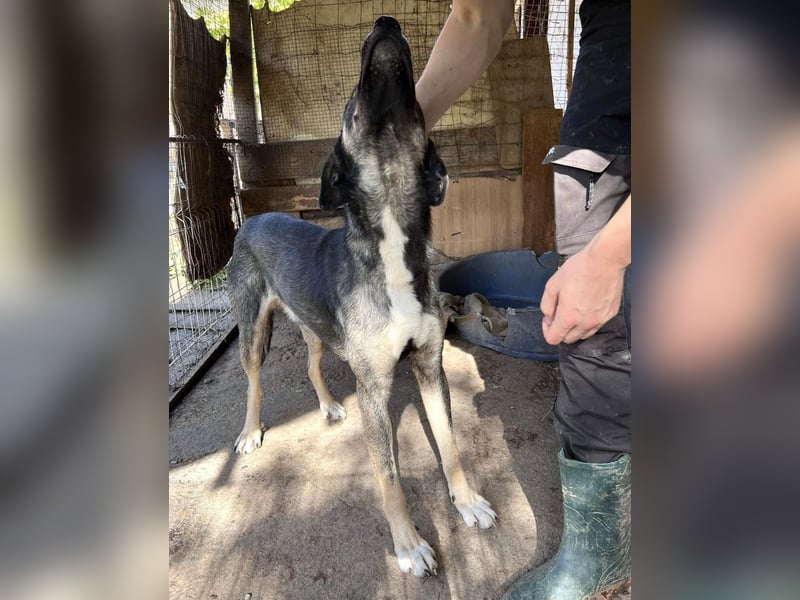 Koyal Kuschelkönig - verträglich und verschmust