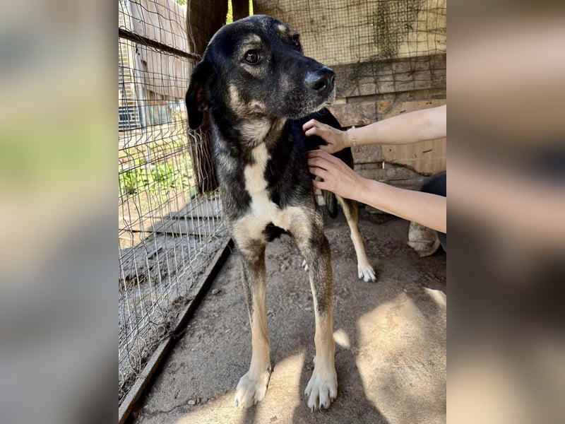 Koyal Kuschelkönig - verträglich und verschmust