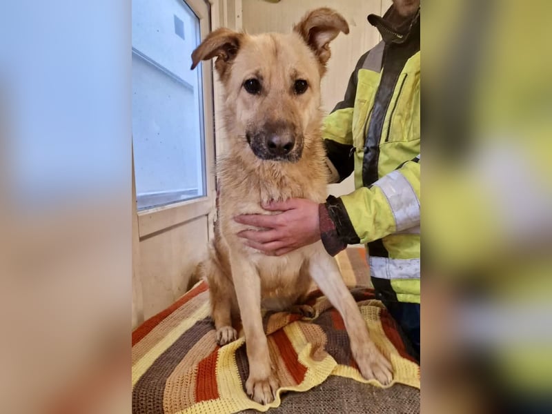 Sora, freundliche Junghündin