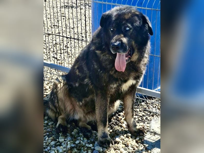 Sandy – sanfte Riesin mit großem Herzen sucht ihr Zuhause