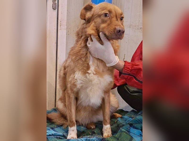 Lezia – eine Seele, die lernen möchte zu vertrauen