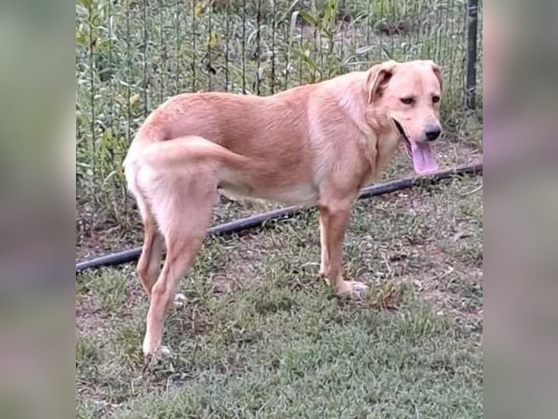 Blondy – lebensfroher Dreibeiner sucht sein Glück
