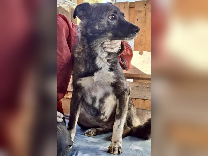 Seniorin Nancy, sanfte Hundeseele sucht liebevolles Zuhause