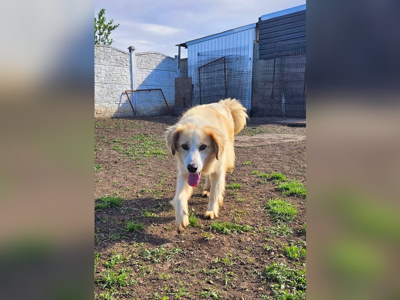 Henry – sensibler Rüde wartet auf seine Chance