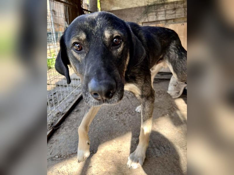 Koyal Kuschelkönig - verträglich und verschmust