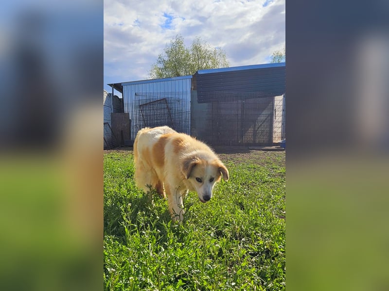 Henry – sensibler Rüde wartet auf seine Chance