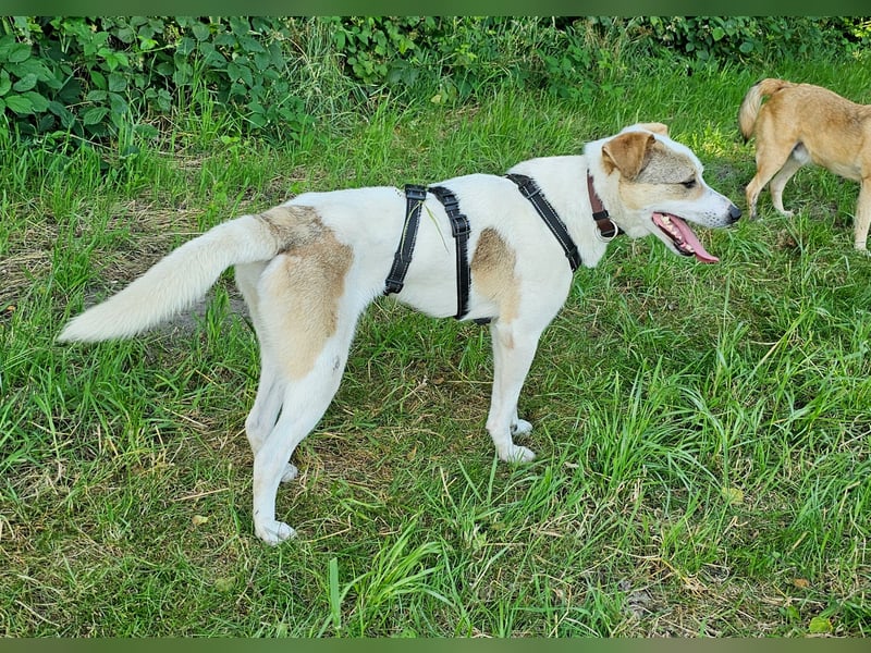 Schmusefreund IVO sucht sein Traumzuhause