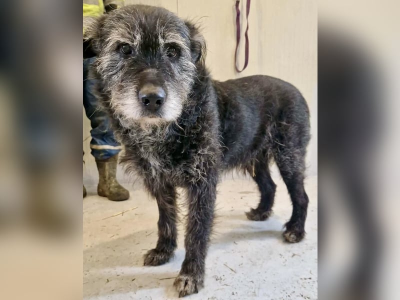 Todtrauriger Senior Finn