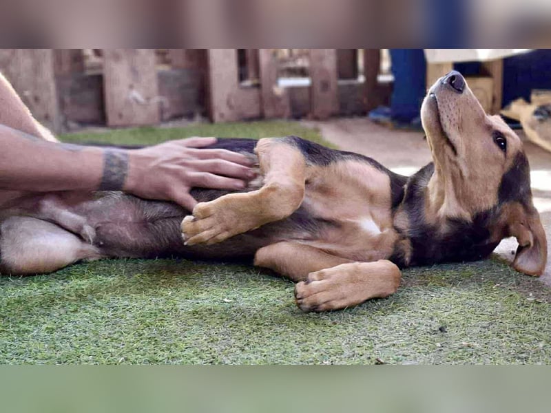 Pumba – sensibler Junghund sucht sein Zuhause